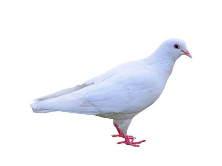 Mis Palomas